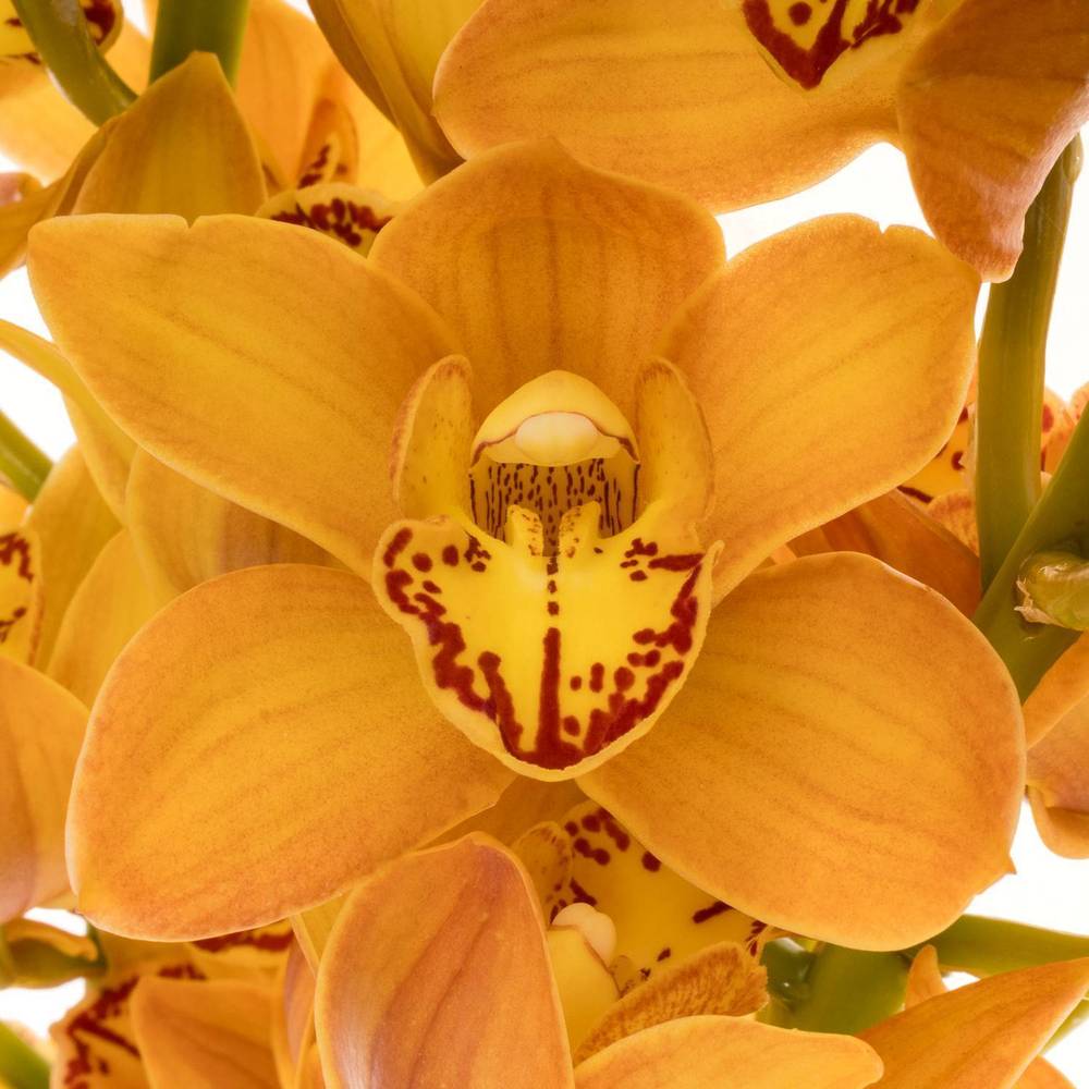 Mini Cymbidium orange Beauty 12+Blüte 60cm