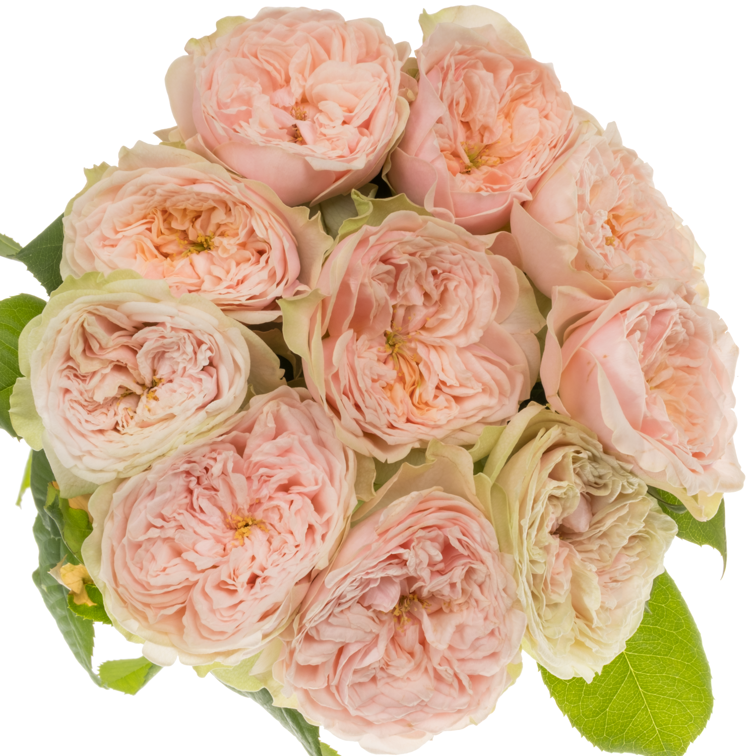 Rose hell rosa Tender Love gefüllt 40cm