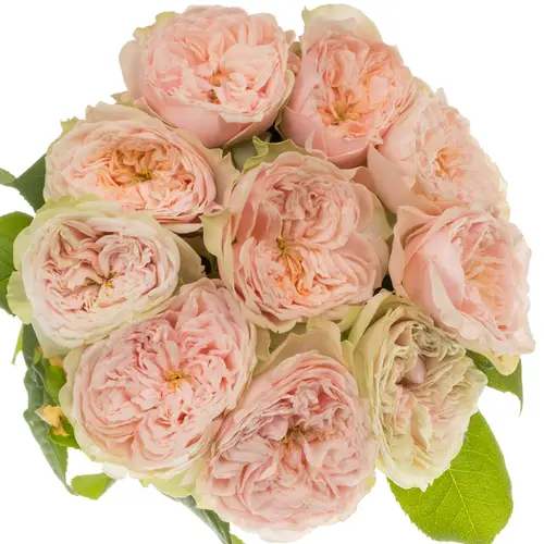 Rose hell rosa Tender Love gefüllt 40cm