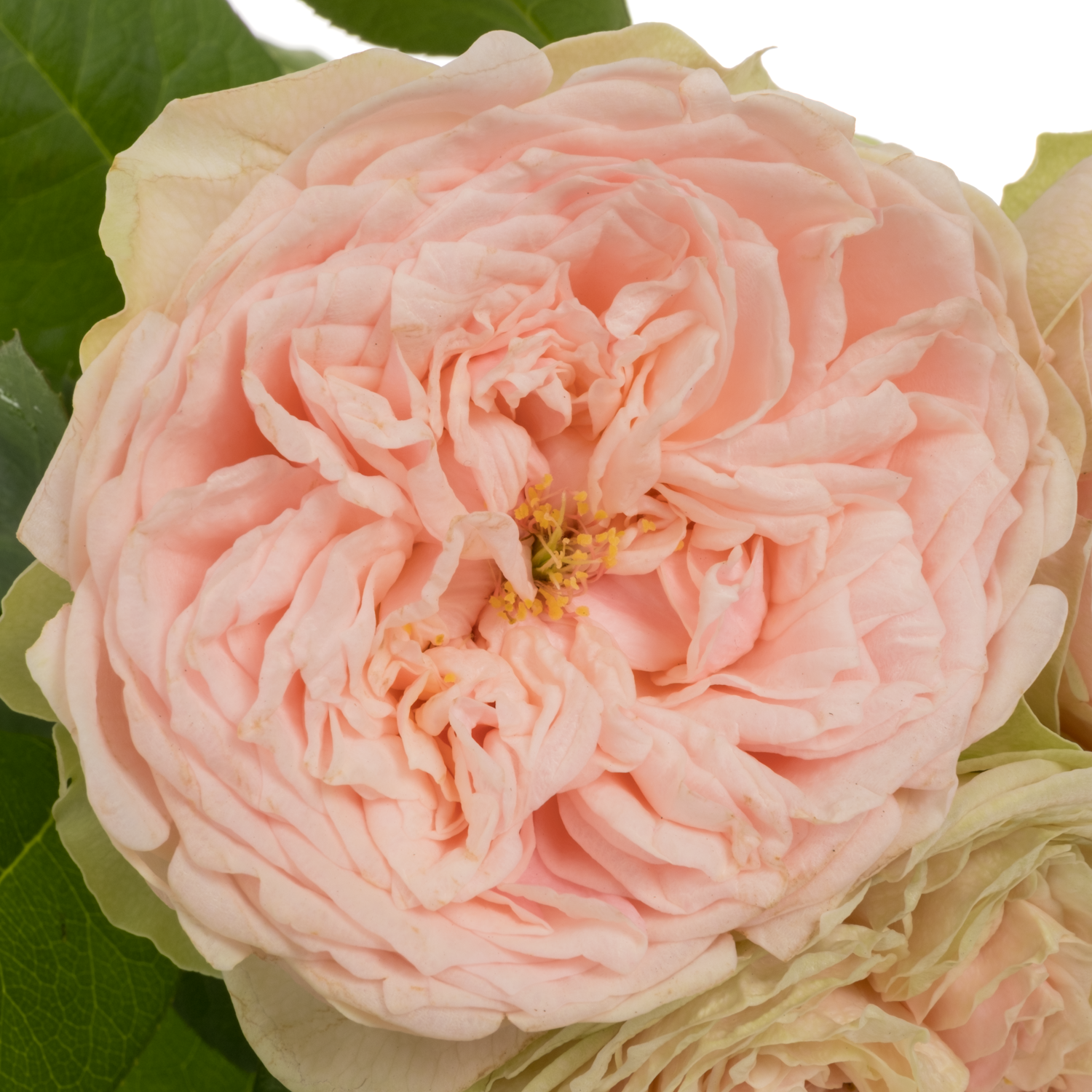 Rose hell rosa Tender Love gefüllt 40cm
