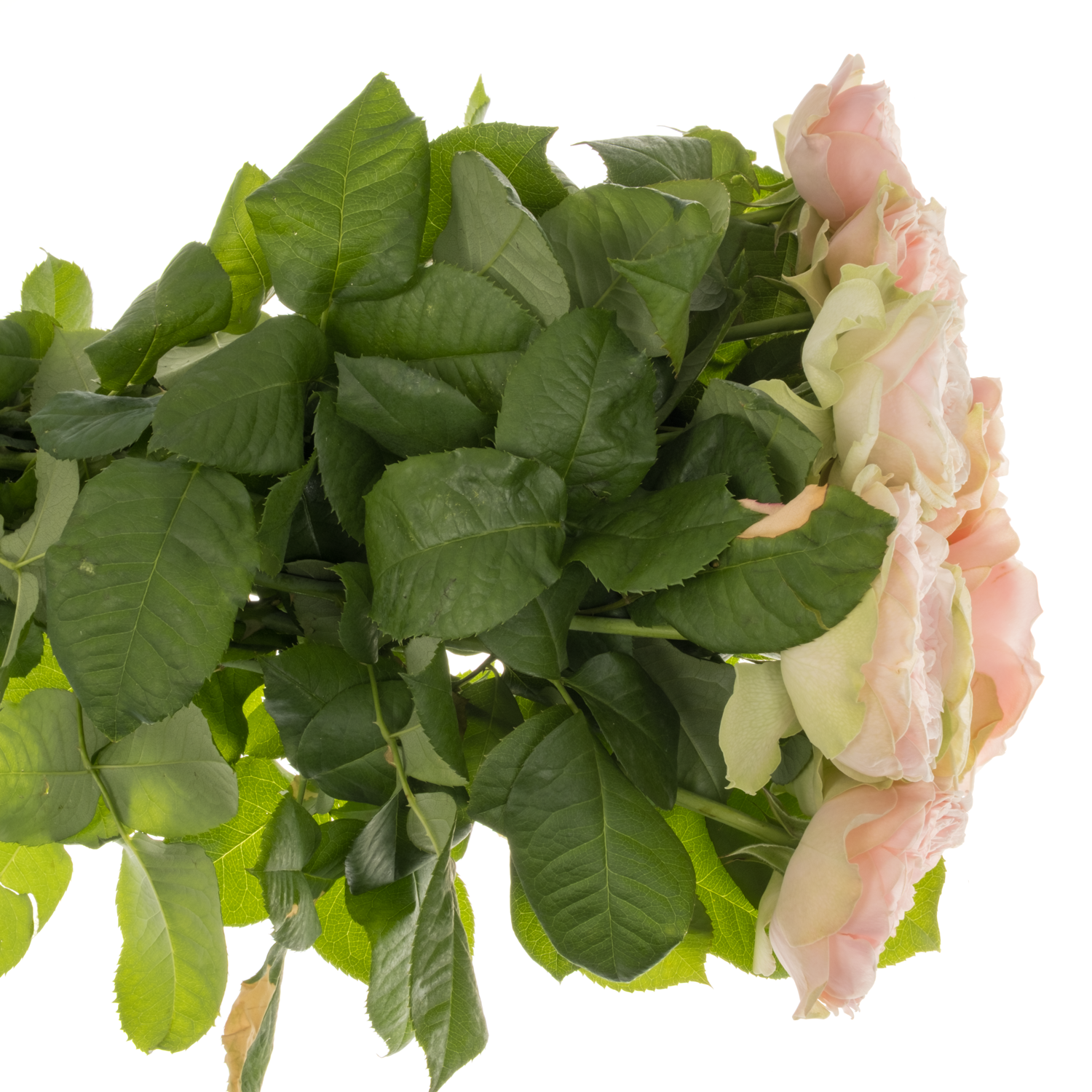 Rose hell rosa Tender Love gefüllt 40cm