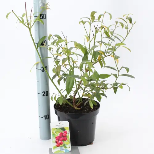 Vaccinium Corym. Pink Lemonade T19 H035