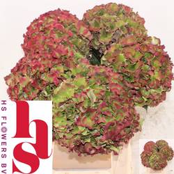 Hortensie rot/grün  Breeze classic Bol 20cm 40cm