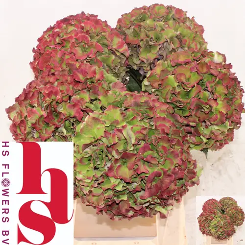 Hortensie rot/grün  Breeze classic Bol 20cm 40cm