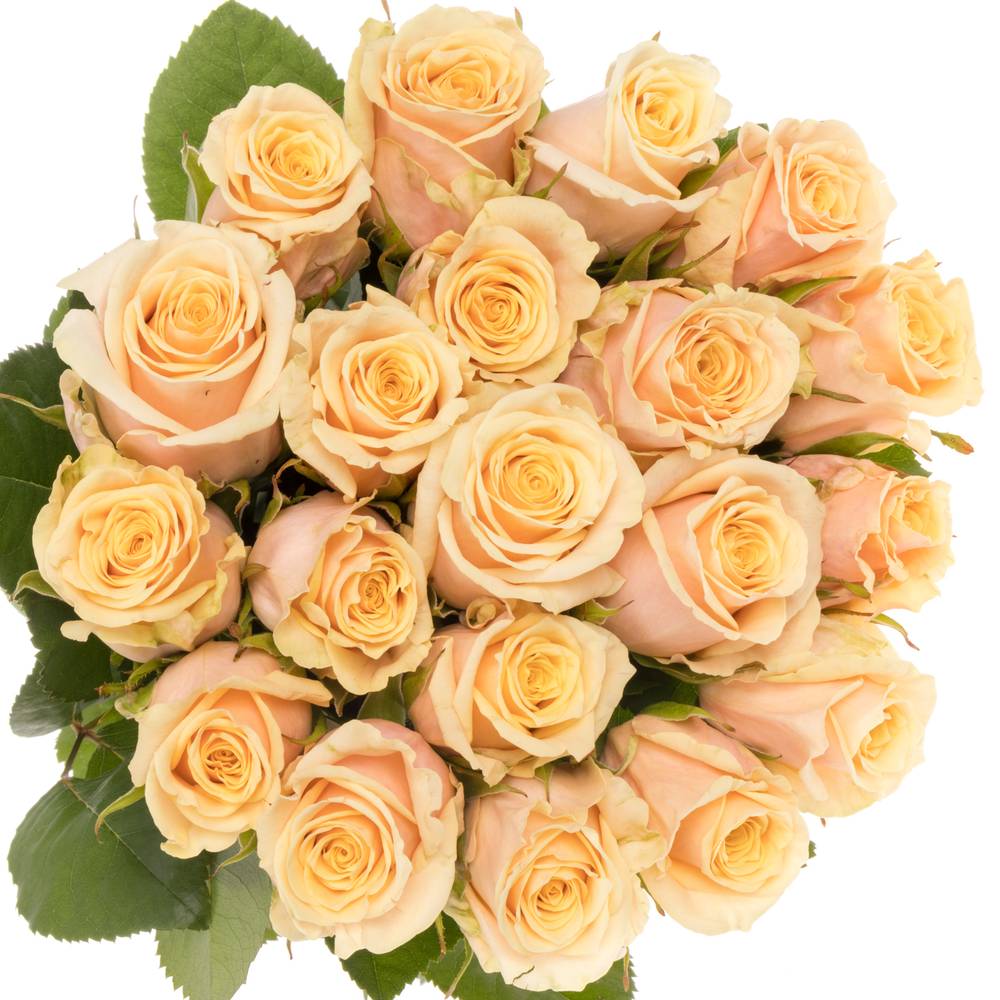 Rose apricot Bellini 55cm