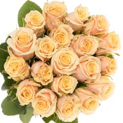 Rose apricot Bellini 55cm