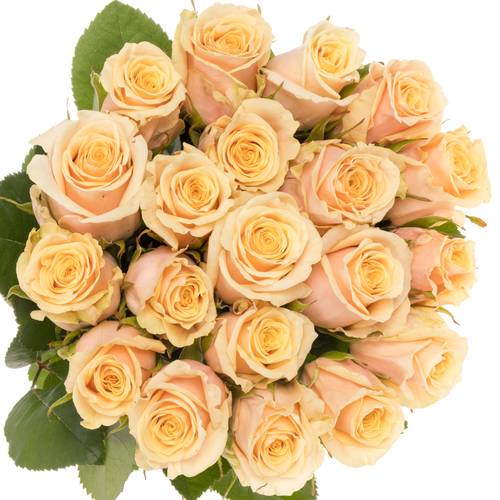 Rose apricot Bellini 55cm