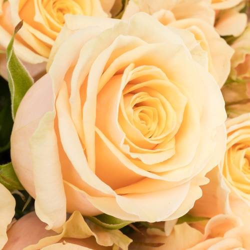 Rose apricot Bellini 55cm