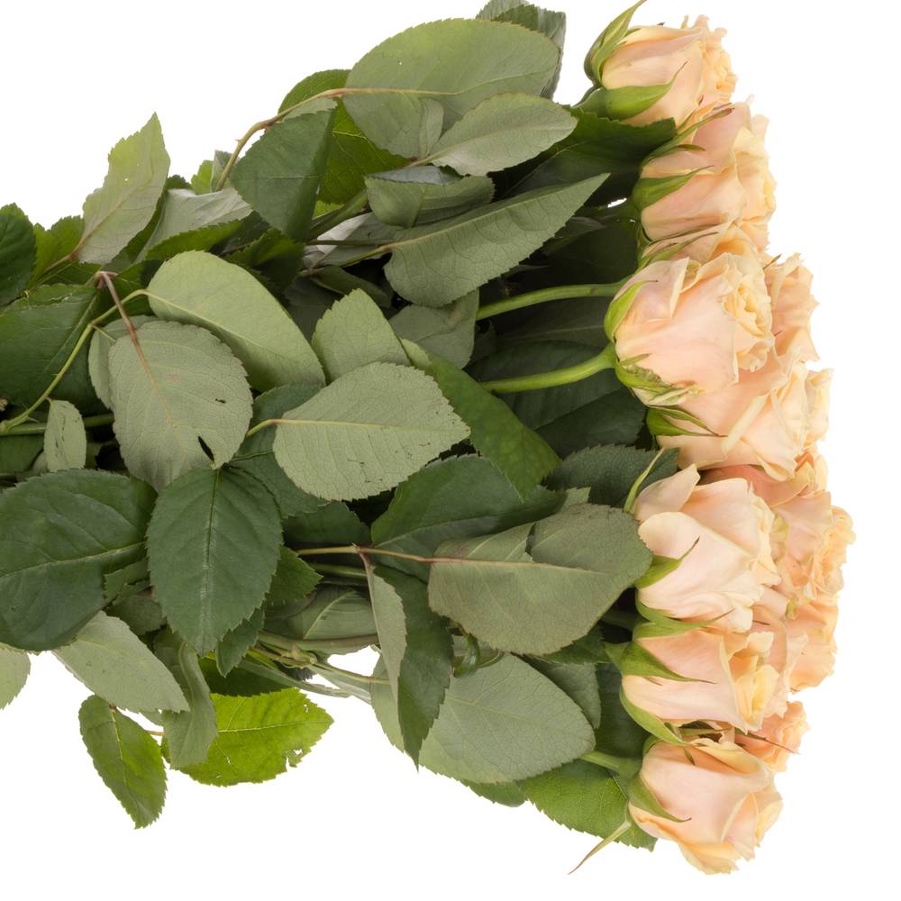 Rose apricot Bellini 55cm