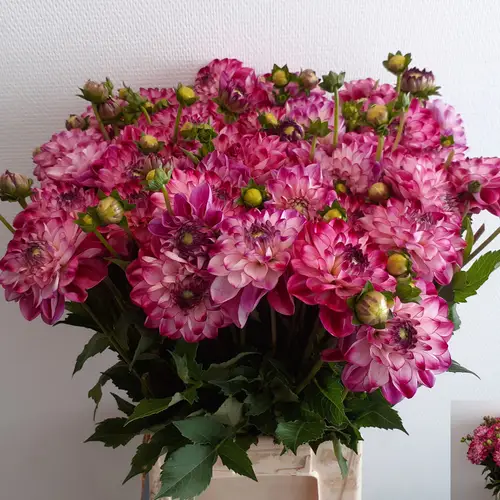 Dahlia fuchsia/creme Stardust 55cm