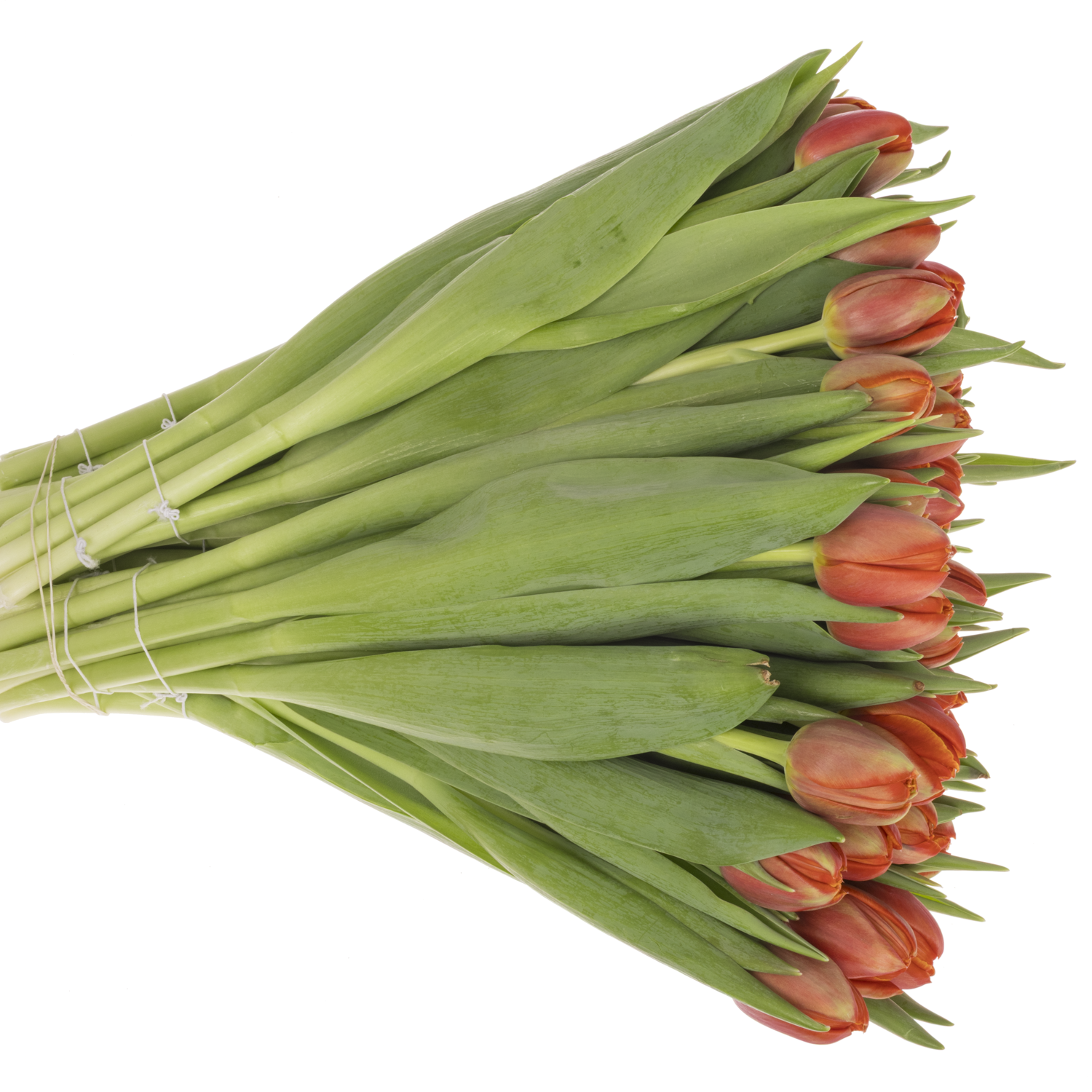 Tulpe orange doppel Terminator 60 Gramm