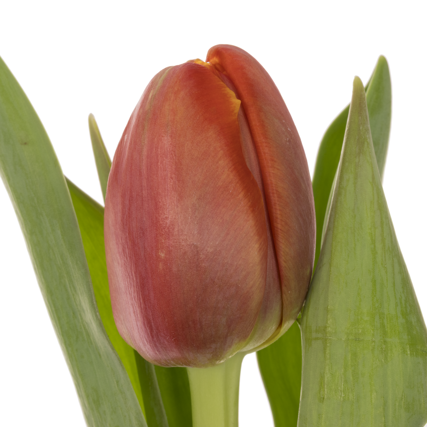 Tulpe orange doppel Terminator 60 Gramm