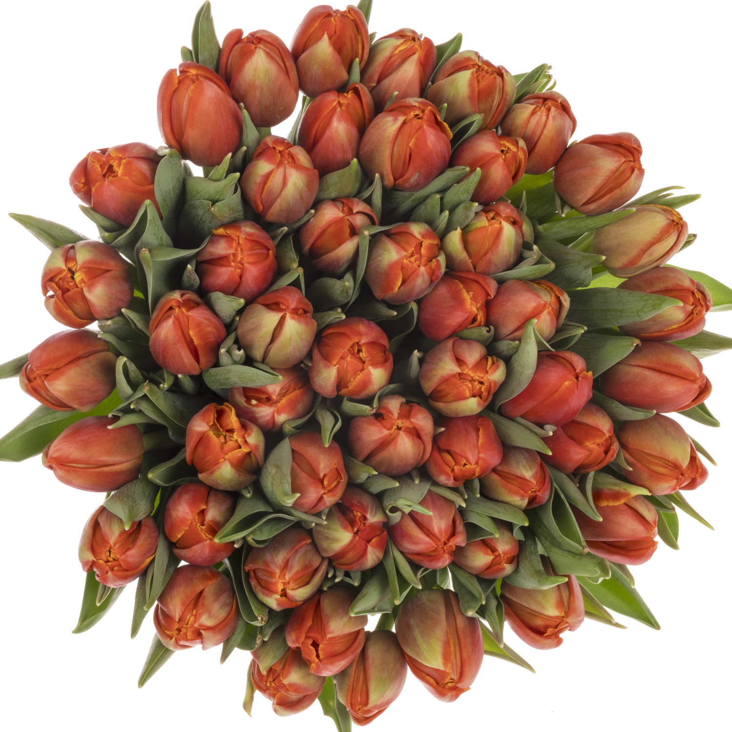 Tulpe orange doppel Terminator 60 Gramm