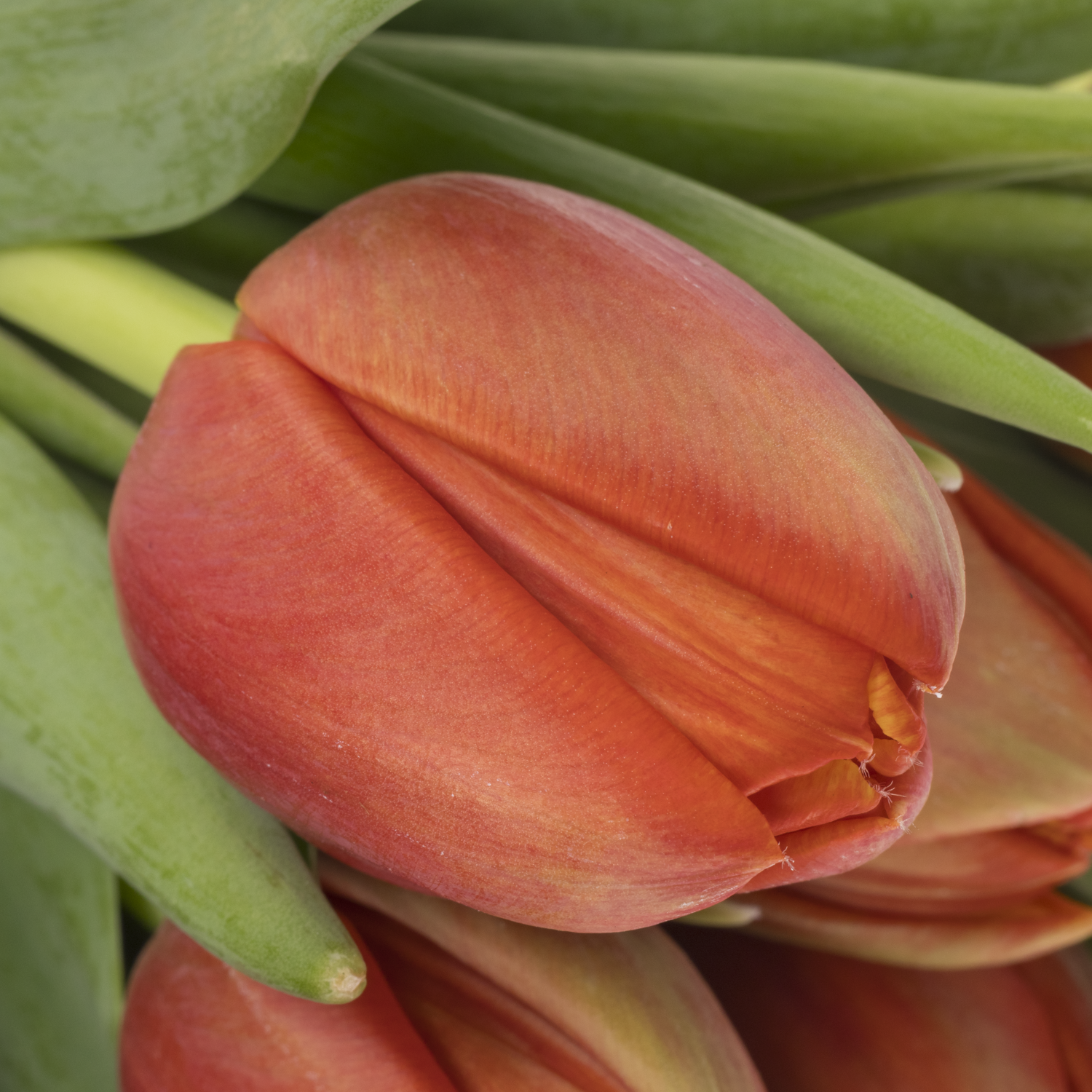 Tulpe orange doppel Terminator 60 Gramm