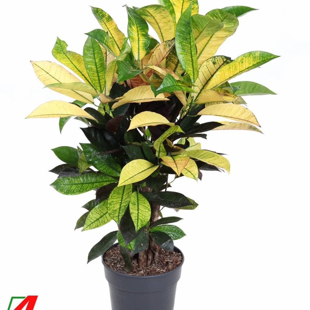 Codiaeum Iceton Verzweigt T21 H70