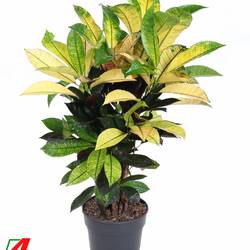 Codiaeum Iceton Verzweigt T21 H70