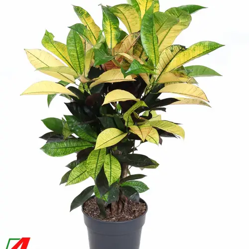 Codiaeum Iceton Verzweigt T21 H70