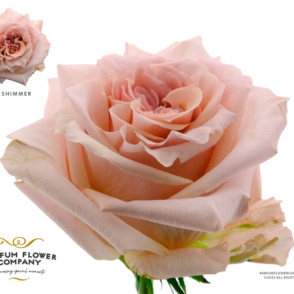 Rose hell rosa Shimmer 60cm