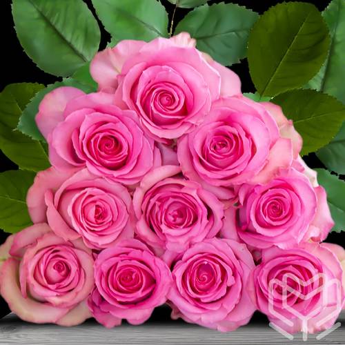 Rose rosa Sweet Unique (Ec) 70cm