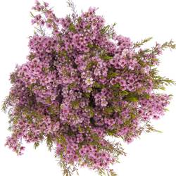 Wachsflower rosa  Kerryn 50 Gramm 70cm