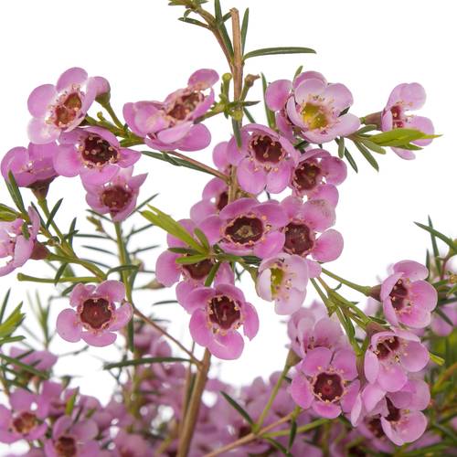 Wachsflower rosa  Kerryn 50 Gramm 70cm
