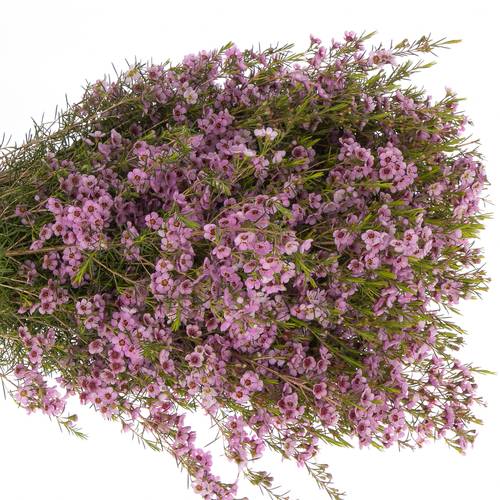 Wachsflower rosa  Kerryn 50 Gramm 70cm