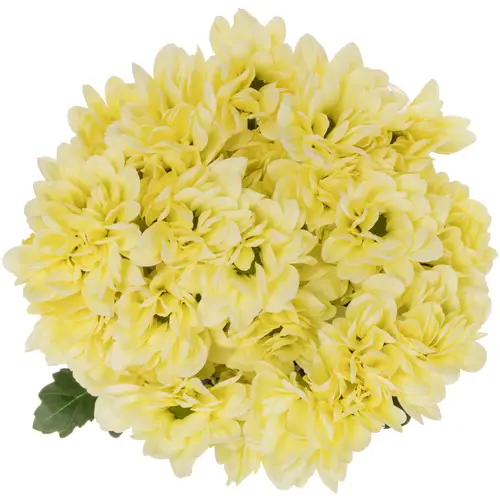 Chrys.Tros creme Resq Cream 85 Gramm