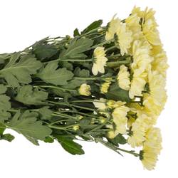 Chrys.Tros creme Resq Cream 85 Gramm 70cm