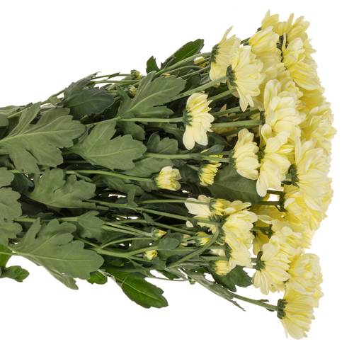 Chrys.Tros creme Resq Cream 85 Gramm 70cm