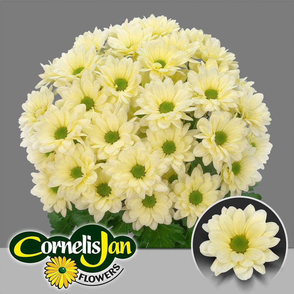 Chrys.Tros creme Resq Cream 85 Gramm