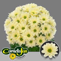 Chrys.Tros creme Resq Cream 85 Gramm