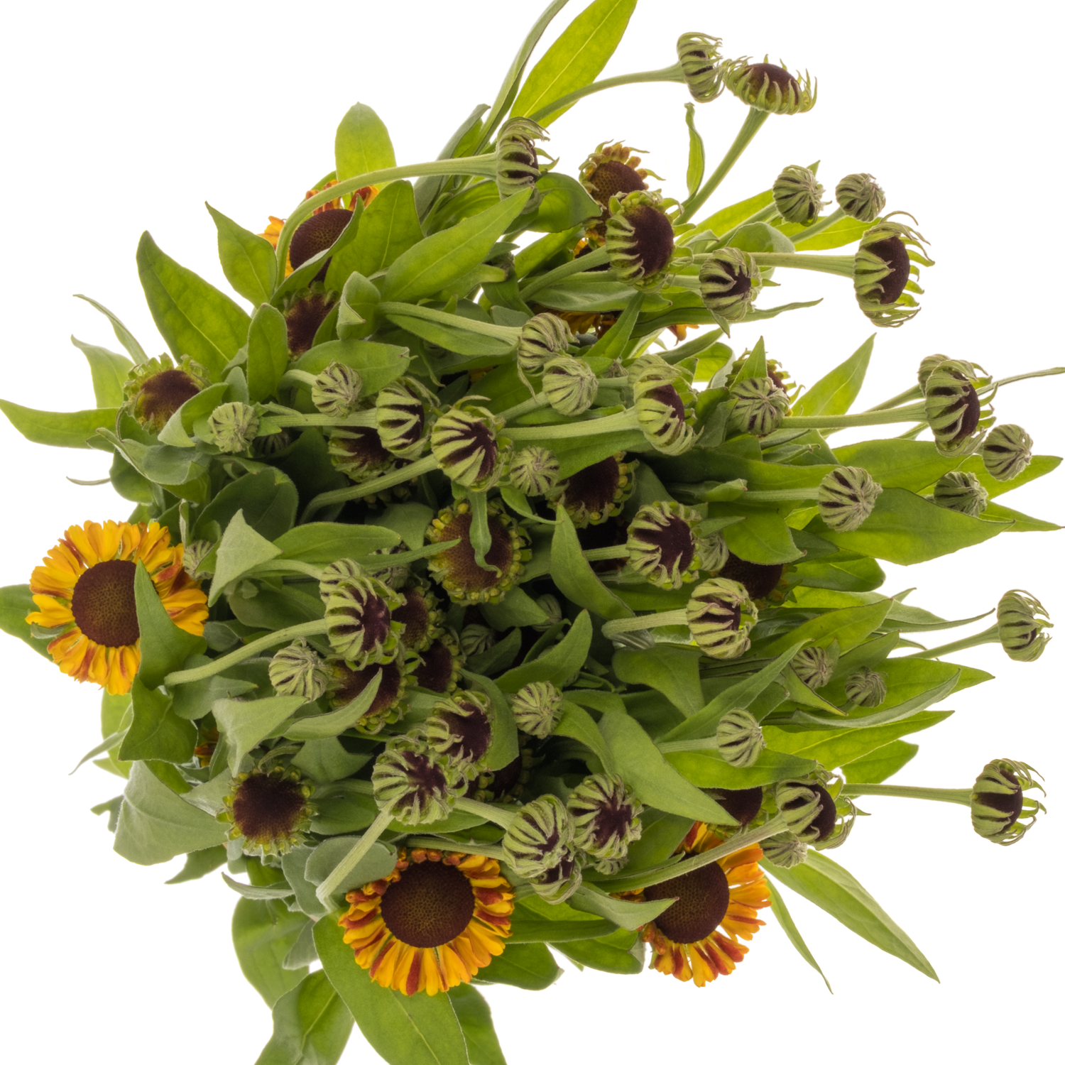 Helenium orange Orange Sahin early 60cm