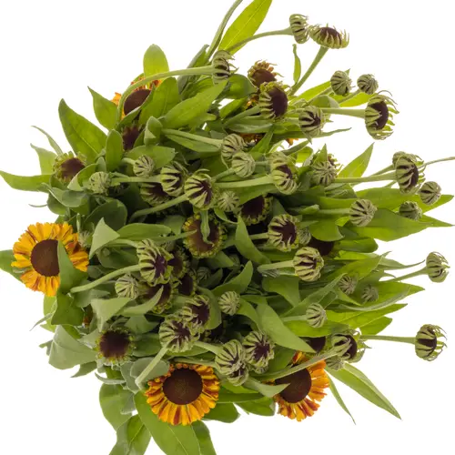 Helenium orange Orange Sahin early 60cm