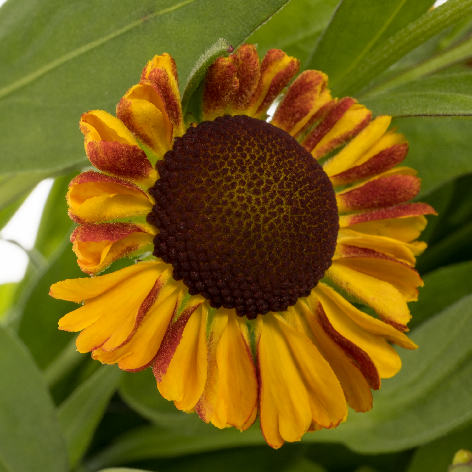 Helenium orange Orange Sahin early 60cm