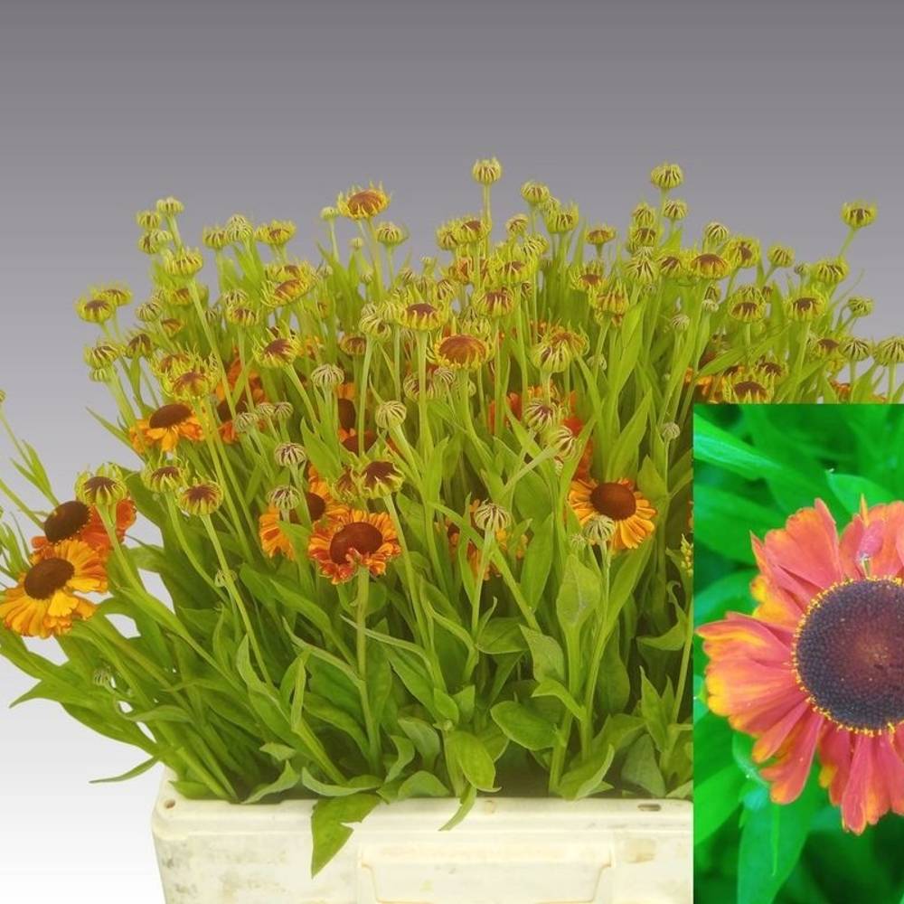 Helenium orange Orange Sahin early 60cm