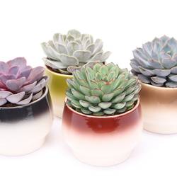 Echeveria mix im Amalfi Keramik T14 H014