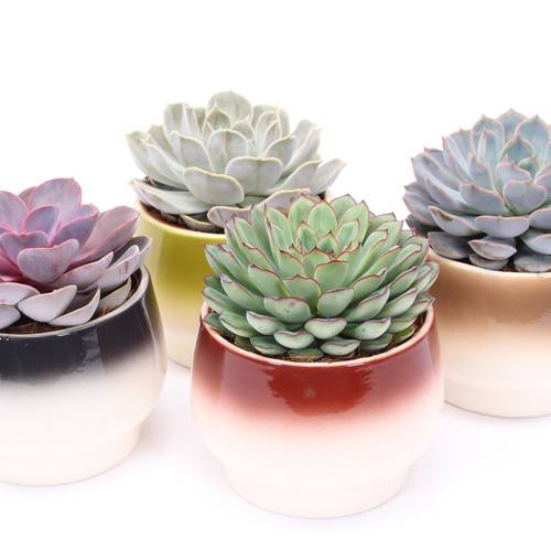 Echeveria mix im Amalfi Keramik T14 H014