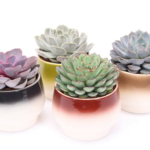 Echeveria mix im Amalfi Keramik T14 H014