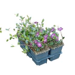 Vinca Minor Atropurpurea T09 H015