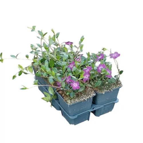 Vinca Minor Atropurpurea T09 H015