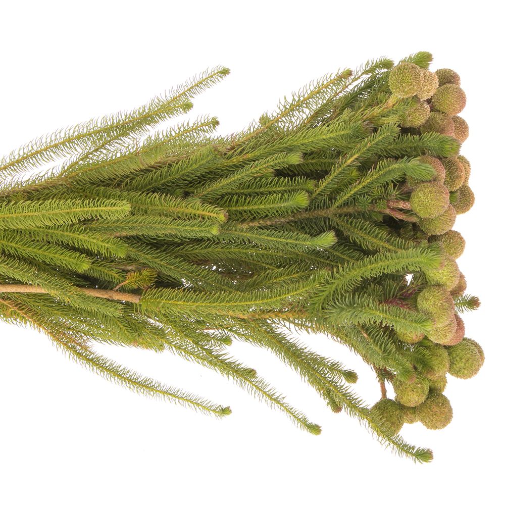 Leucadendron Galpinii 40cm