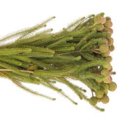 Leucadendron Galpinii 40cm