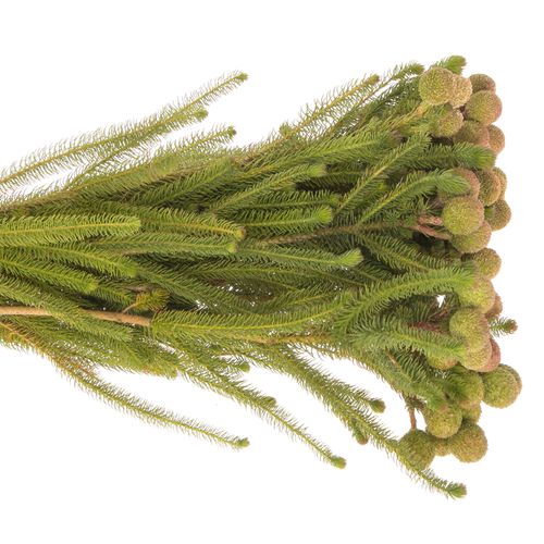 Leucadendron Galpinii 40cm