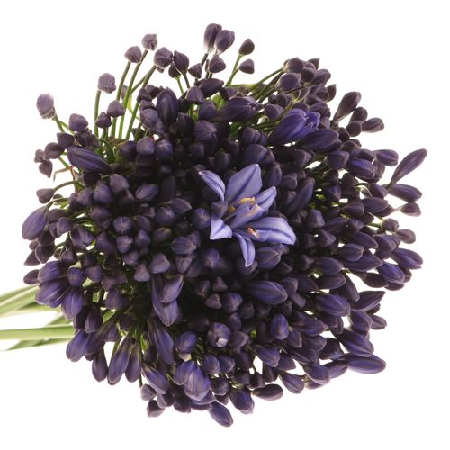 Agapanthus blau Intermedius 80cm