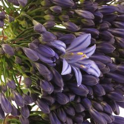 Agapanthus blau Intermedius 80cm