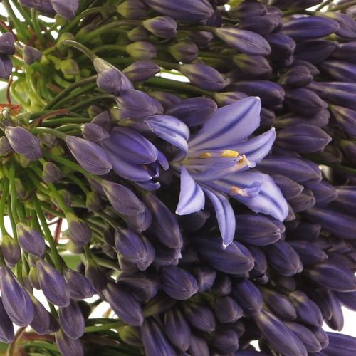 Agapanthus blau Intermedius 80cm