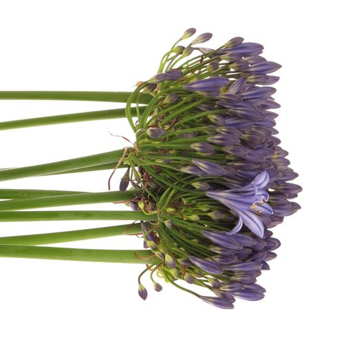 Agapanthus blau Intermedius 80cm