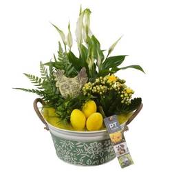 Spath.Arr PTPB6443 Ostern T20 H034