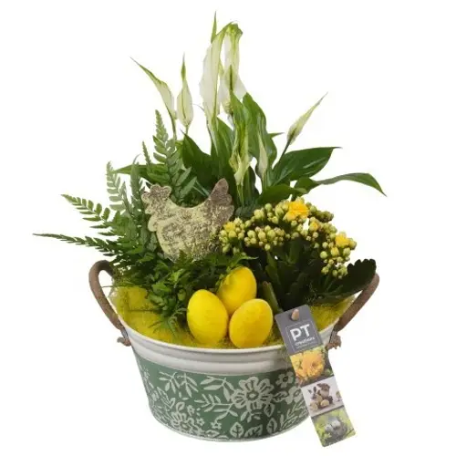 Spath.Arr PTPB6443 Ostern T20 H034