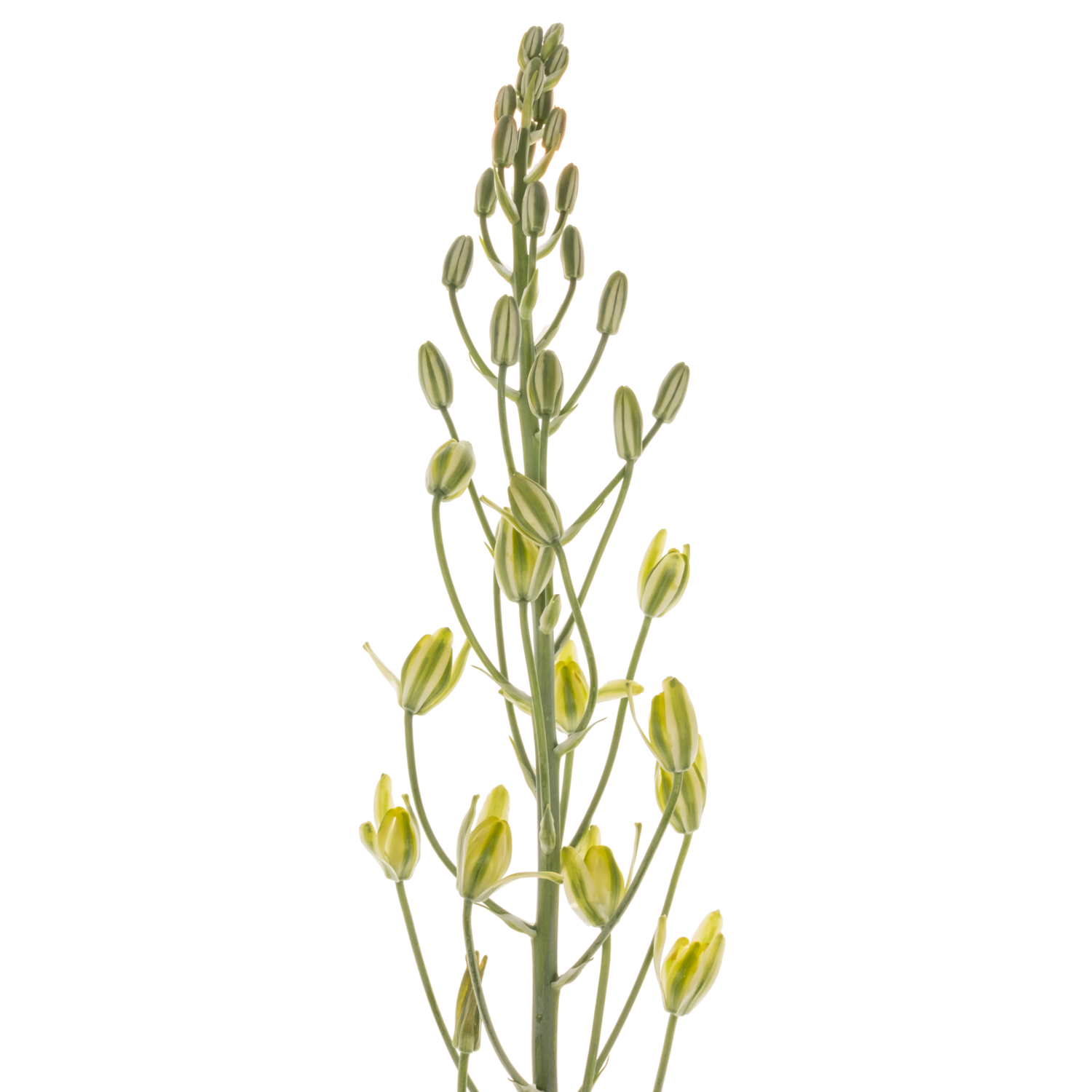 Albuca canadensis gelb 65 cm